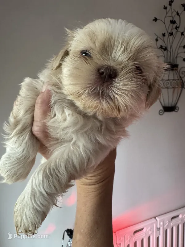 Molly #5 – Shih Tzu puppy for sale in Charlotte, NC