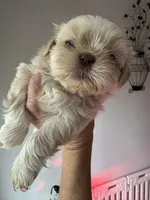 Molly #5, a male Shih Tzu for sale in Charlotte, NC – 1 of 10