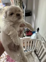 Boss #7, a male Shih Tzu for sale in Charlotte, NC – 6 of 15