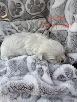 Boss #7, a male Shih Tzu for sale in Charlotte, NC – 9 of 15