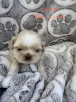 Molly #5, a male Shih Tzu for sale in Charlotte, NC – 2 of 10