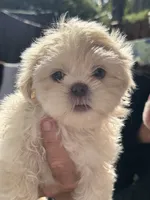 Boss #7, a male Shih Tzu for sale in Charlotte, NC – 12 of 15