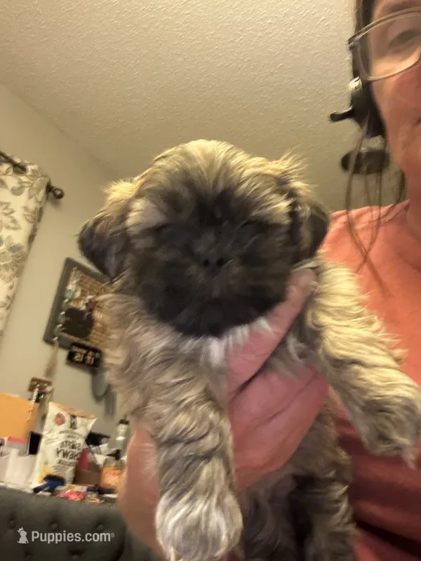 Lester #1 – Shih Tzu puppy for sale in Charlotte, NC