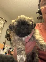 Lester #1, a male Shih Tzu for sale in Charlotte, NC – 1 of 10