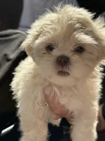 Boss #7, a male Shih Tzu for sale in Charlotte, NC – 5 of 15