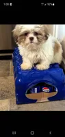 Finnley , a male Shih Tzu for sale in Charlotte, NC – 3 of 3