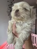 Molly #5, a male Shih Tzu for sale in Charlotte, NC – 10 of 10