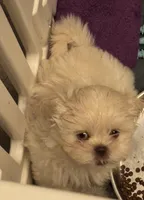 Boss #7, a male Shih Tzu for sale in Charlotte, NC – 11 of 15
