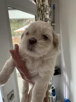 Boss #7, a male Shih Tzu for sale in Charlotte, NC – 14 of 15