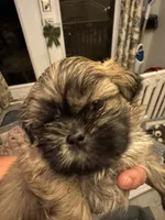 Lester #1, a male Shih Tzu for sale in Charlotte, NC – 3 of 10