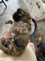 Lester #1, a male Shih Tzu for sale in Charlotte, NC – 9 of 10