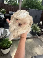 Molly #5, a male Shih Tzu for sale in Charlotte, NC – 7 of 10