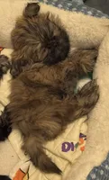 Lester #1, a male Shih Tzu for sale in Charlotte, NC – 5 of 10