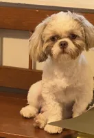 Finnley , a male Shih Tzu for sale in Charlotte, NC – 2 of 3