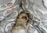 Molly #5, a male Shih Tzu for sale in Charlotte, NC – 5 of 10