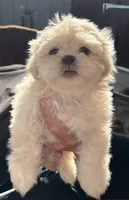 Boss #7, a male Shih Tzu for sale in Charlotte, NC – 13 of 15