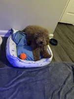 Coco , a male Goldendoodle for sale in Tucker, GA – 2 of 3