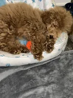 Coco , a male Goldendoodle for sale in Tucker, GA – 3 of 3