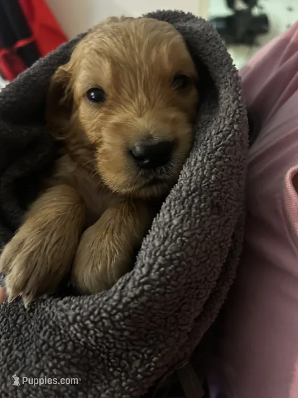 Jax – Golden Retriever puppy for sale in Greensboro, MD