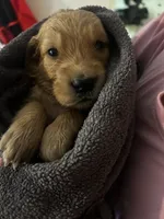 Jax - (black collar) Male, a male Golden Retriever for sale in Greensboro, MD – 1 of 5