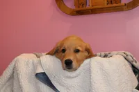 Tom - (lime collar) Male, a male Golden Retriever for sale in Greensboro, MD – 7 of 8