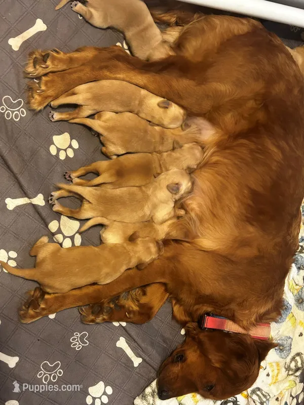 Cooper – Golden Retriever puppy for sale in Greensboro, MD