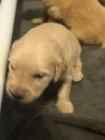 Finn - (light blue collar) Male, a male Golden Retriever for sale in Greensboro, MD – 2 of 3