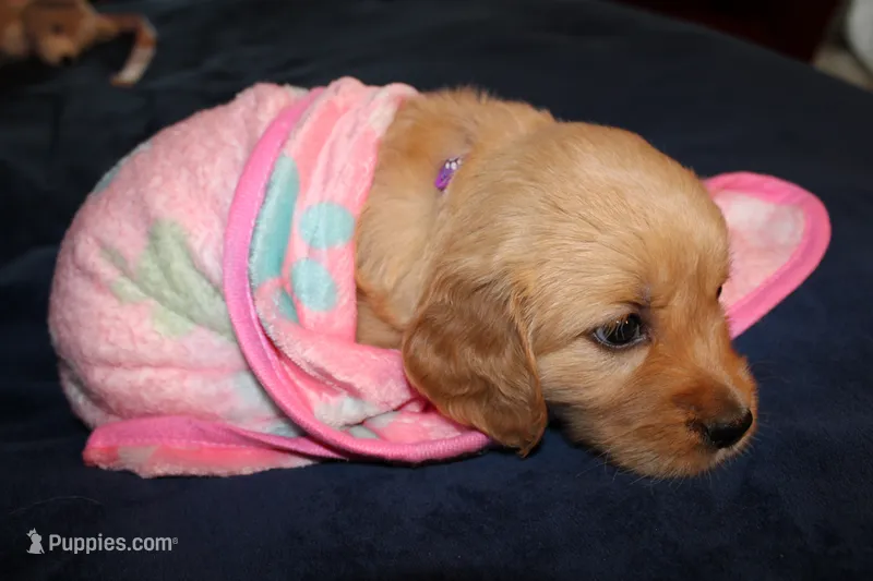 Alice - (purple collar) Female  – Golden Retriever puppy for sale in Greensboro, MD