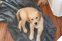 Tom - (lime collar) Male, a male Golden Retriever for sale in Greensboro, MD – 3 of 8