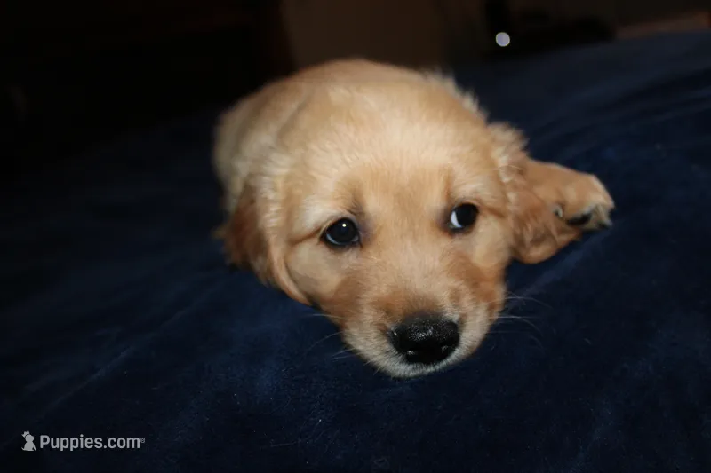 Pearl - (pink collar) Female – Golden Retriever puppy for sale in Greensboro, MD