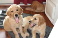 Cooper - (Pink collar) Male, a male Golden Retriever for sale in Greensboro, MD – 6 of 7