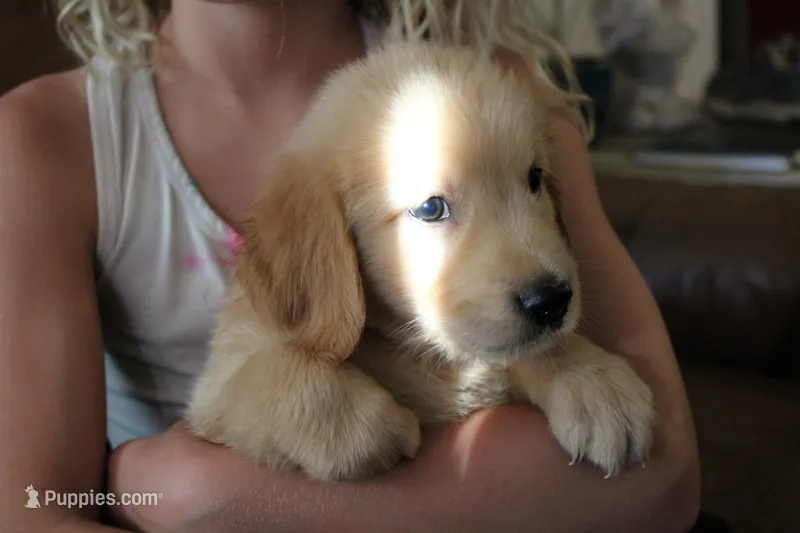 Finn - (light blue collar) Male – Golden Retriever puppy for sale in Greensboro, MD