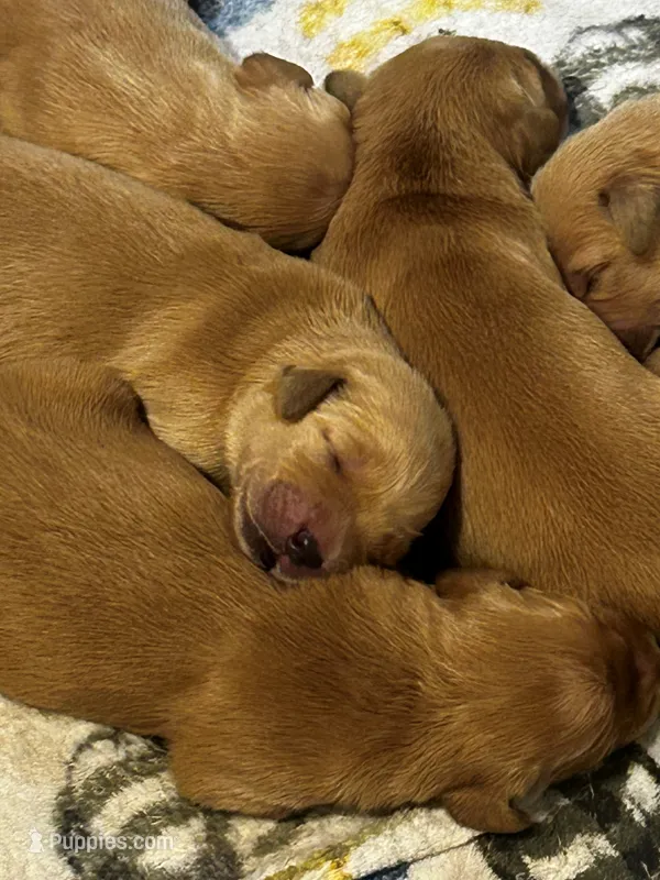 Jax – Golden Retriever puppy for sale in Greensboro, MD