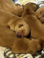 Jax, a male Golden Retriever for sale in Greensboro, MD – 1 of 4