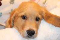 Rusty - (Teal collar) Male, a male Golden Retriever for sale in Greensboro, MD – 3 of 10