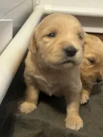 Tom, a male Golden Retriever for sale in Greensboro, MD – 1 of 3