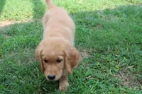 Blaze - (tan collar) Male, a male Golden Retriever for sale in Greensboro, MD – 4 of 6