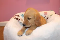 Rusty - (Teal collar) Male, a male Golden Retriever for sale in Greensboro, MD – 10 of 10