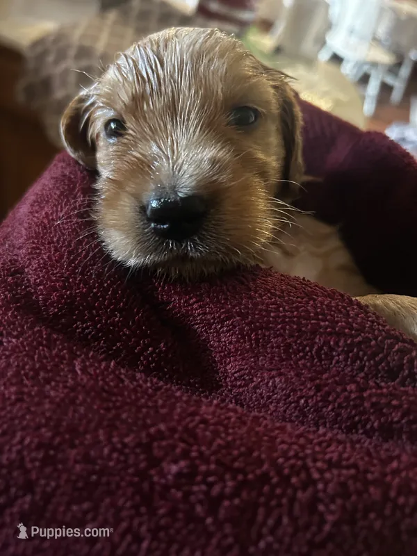 Tom - (lime collar) Male – Golden Retriever puppy for sale in Greensboro, MD