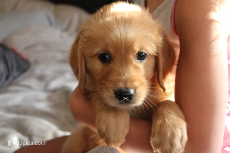 Blaze - (tan collar) Male – Golden Retriever puppy for sale in Greensboro, MD