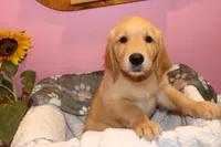 Cooper - (Pink collar) Male, a male Golden Retriever for sale in Greensboro, MD – 1 of 7