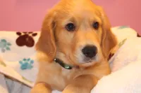 Rusty - (Teal collar) Male, a male Golden Retriever for sale in Greensboro, MD – 6 of 10
