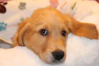 Rusty - (Teal collar) Male, a male Golden Retriever for sale in Greensboro, MD – 1 of 10