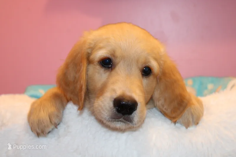 Finn - (light blue collar) Male – Golden Retriever puppy for sale in Greensboro, MD