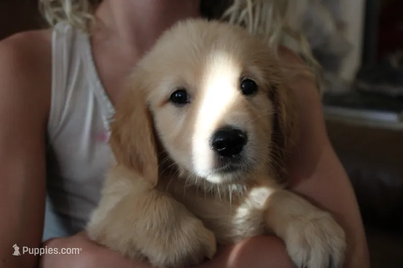 Pearl - (pink collar) Female – Golden Retriever puppy for sale in Greensboro, MD