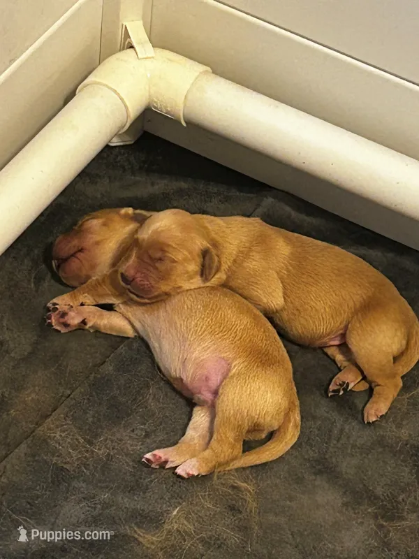 Blaze – Golden Retriever puppy for sale in Greensboro, MD