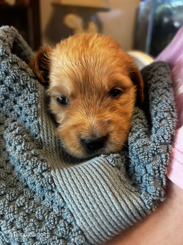 Alice - (purple collar) Female  – Golden Retriever puppy for sale in Greensboro, MD