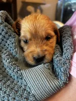 Alice - (purple collar) Female , a female Golden Retriever for sale in Greensboro, MD – 1 of 4