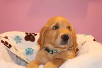 Rusty - (Teal collar) Male, a male Golden Retriever for sale in Greensboro, MD – 2 of 10