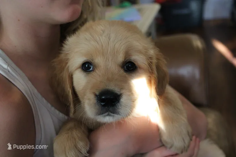Cooper - (yellow collar) Male – Golden Retriever puppy for sale in Greensboro, MD